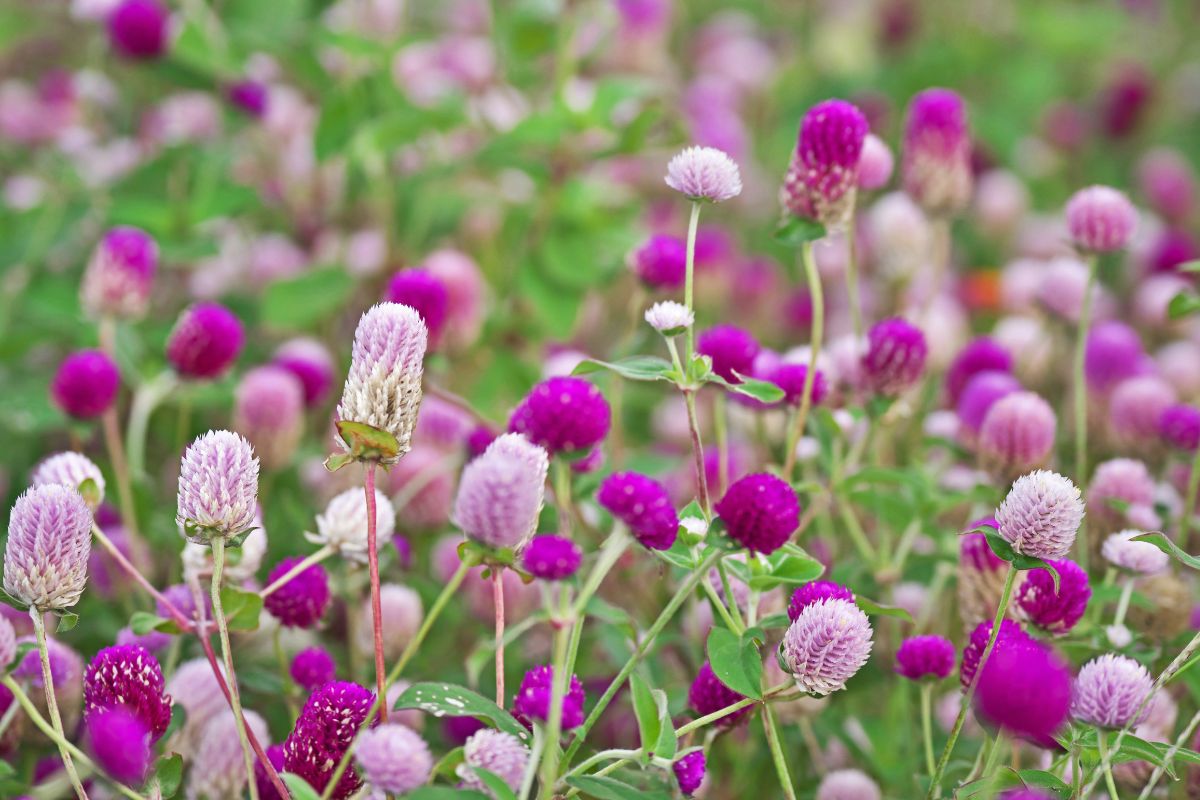 como cultivar flor perpétua adubação