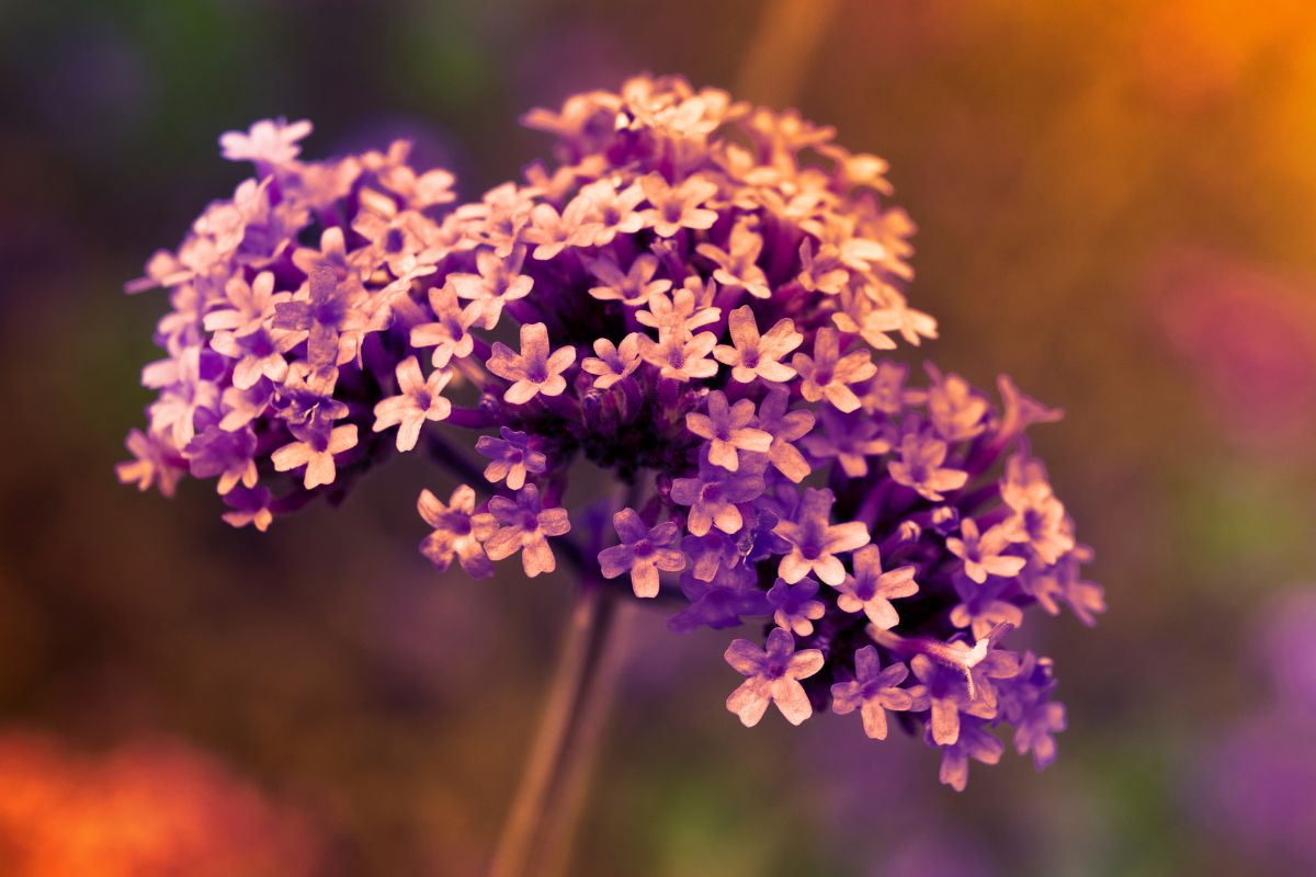 cultivar verbena adubar