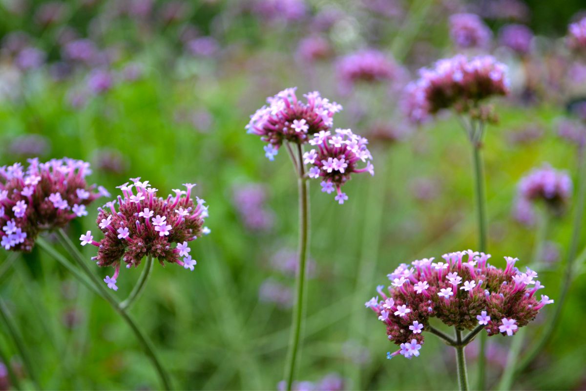 cultivar verbena plantar