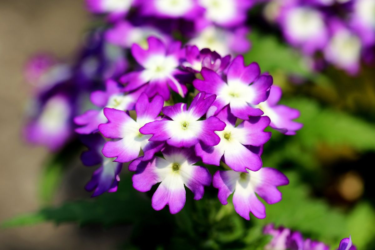 cultivar verbena rega