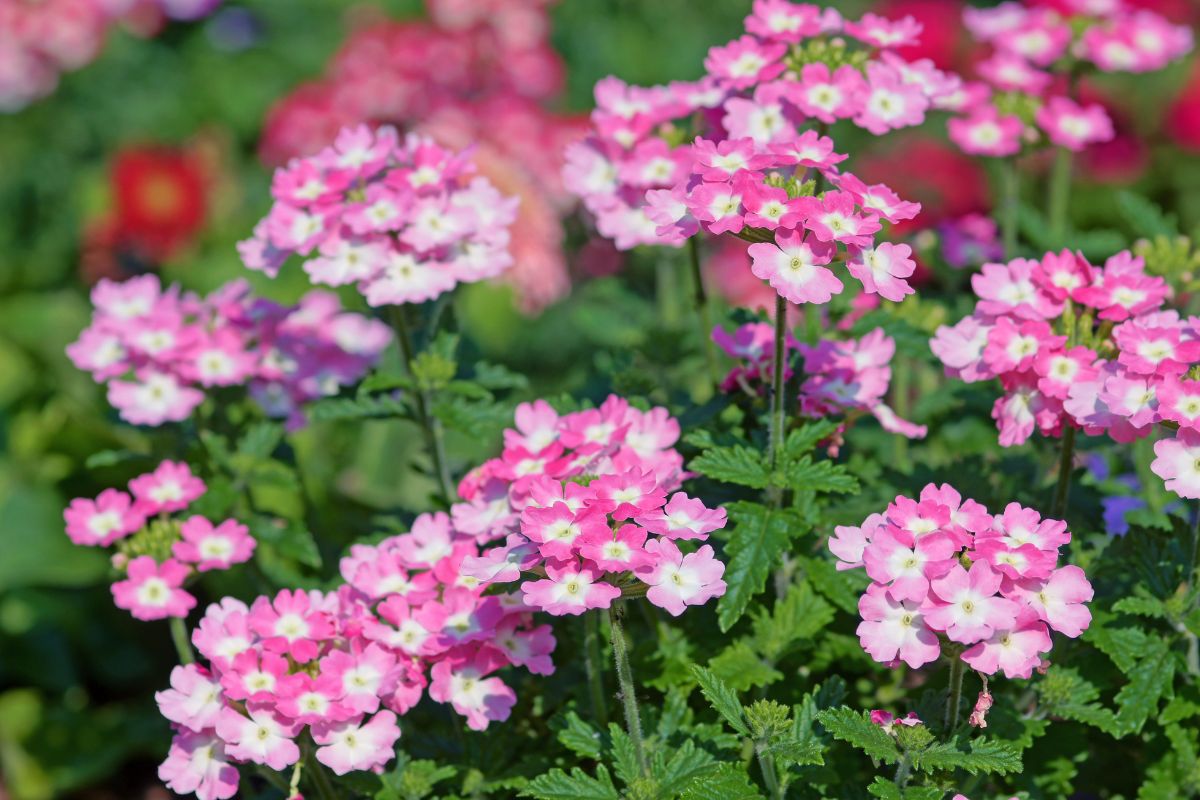 cultivar verbena solo