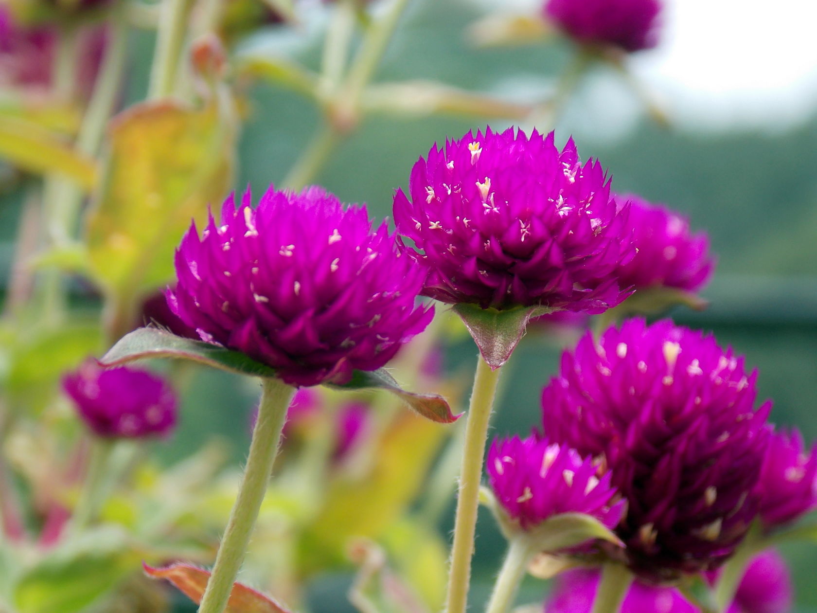 flor perpétua cultivar