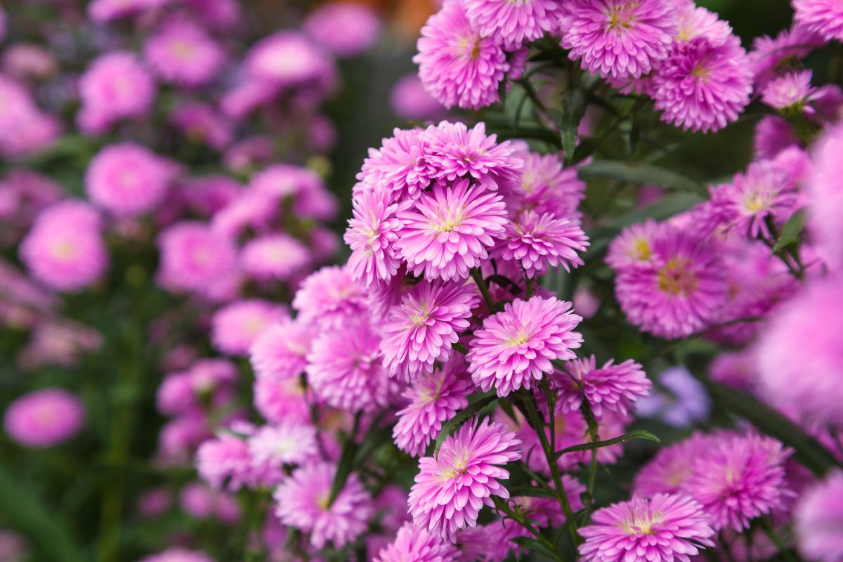 flores rosas Crisântemos