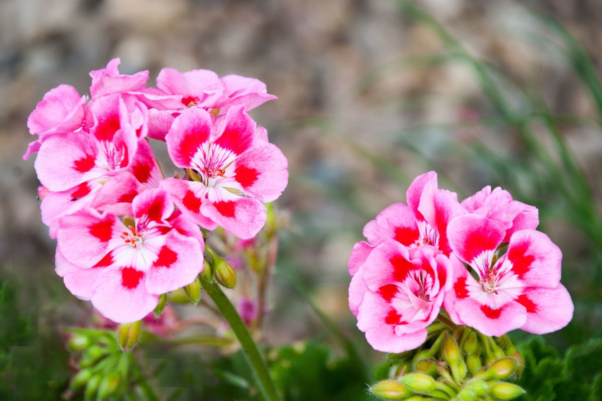 flores rosas gerânios