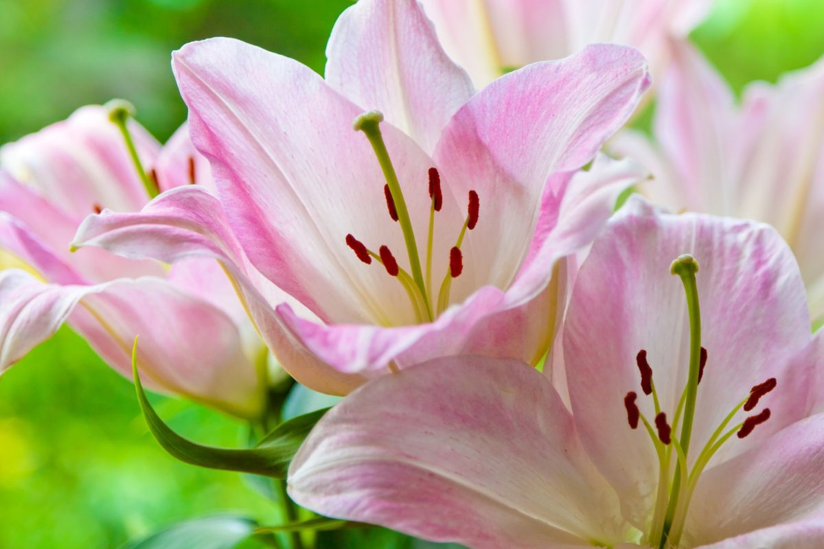 flores rosas lírios