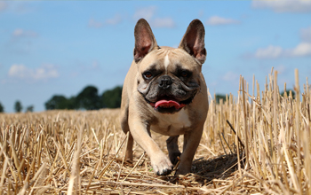 bulldog francês caminhando