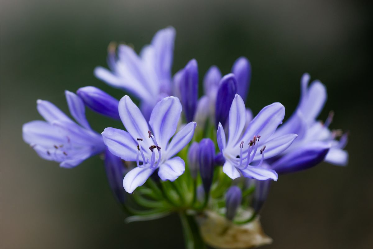 flores azuis Agapanto