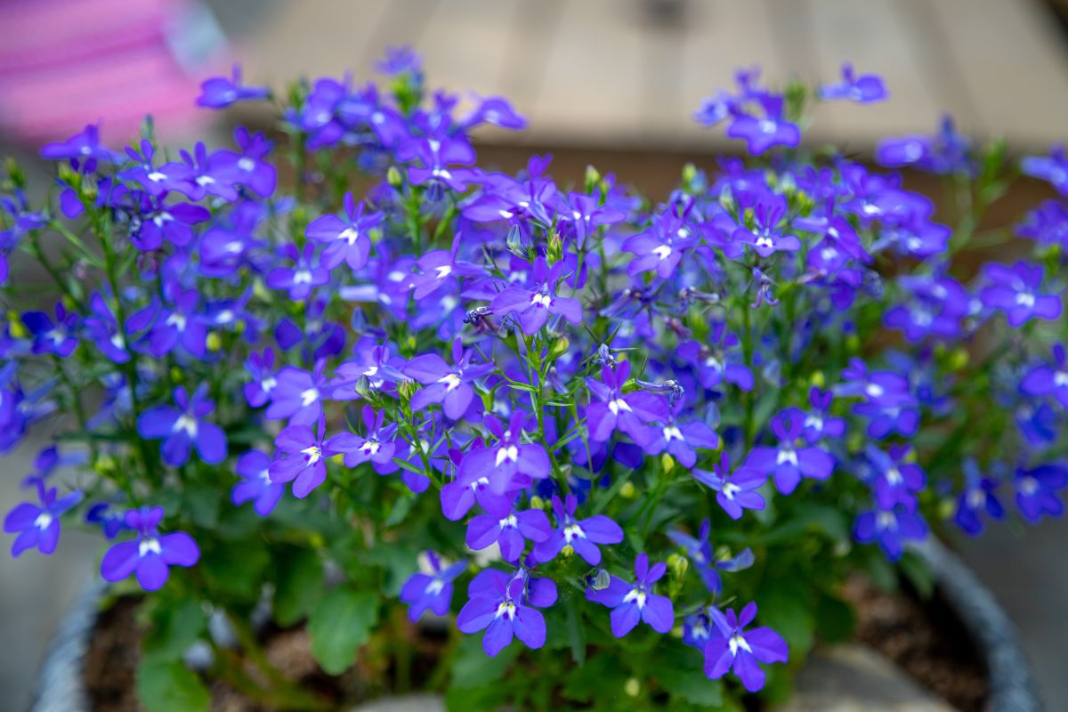 flores azuis lobélia