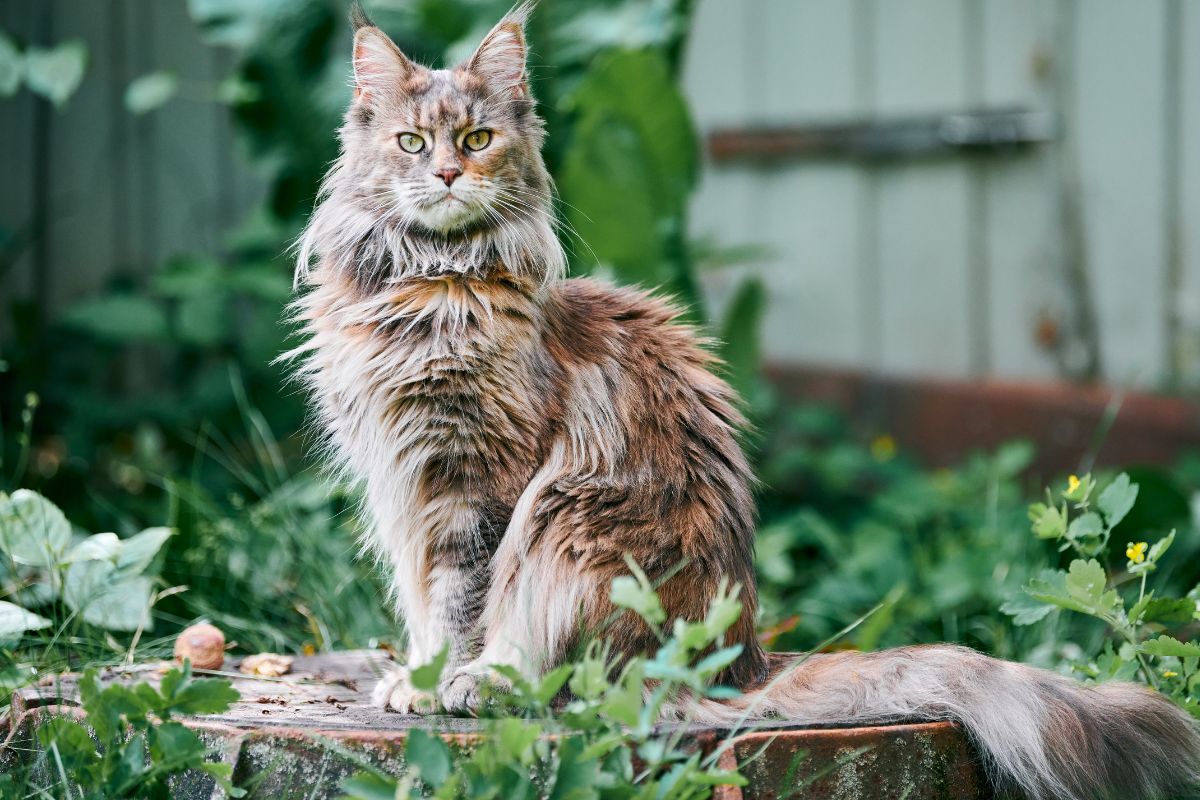 Maine coon melhores raças de gato para crianças