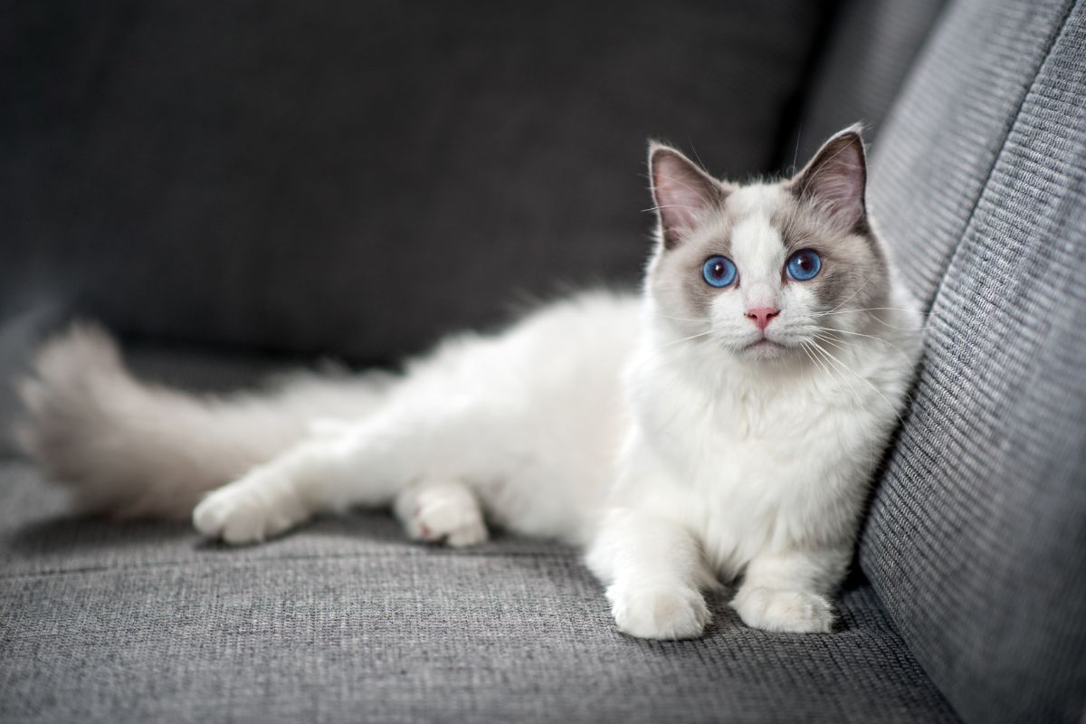 melhores raças de gato para crianças Ragdoll