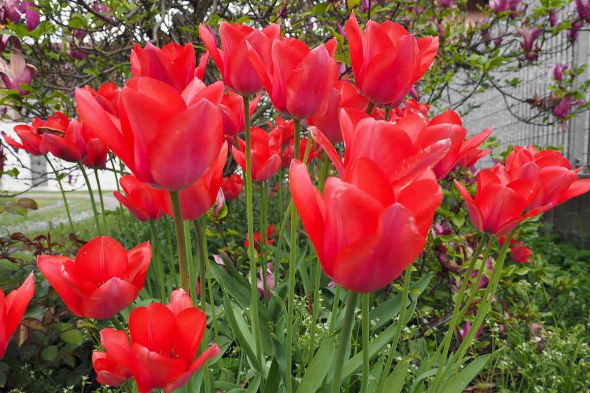 flores vermelhas tulipas