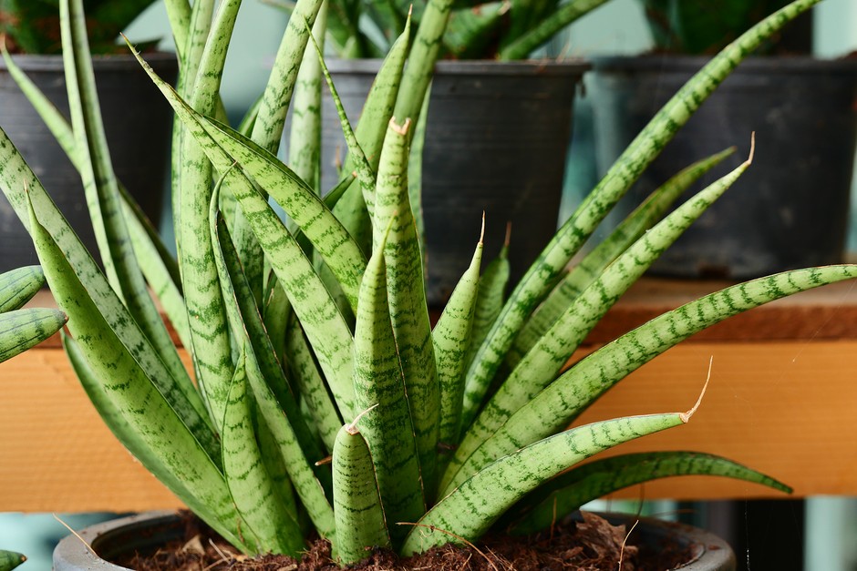 Dracaena Cylindrica