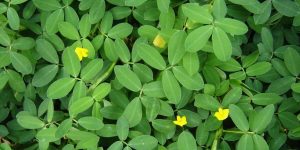 Curiosa planta grama amendoim é um tapete verde para seu jardim; saiba como plantar