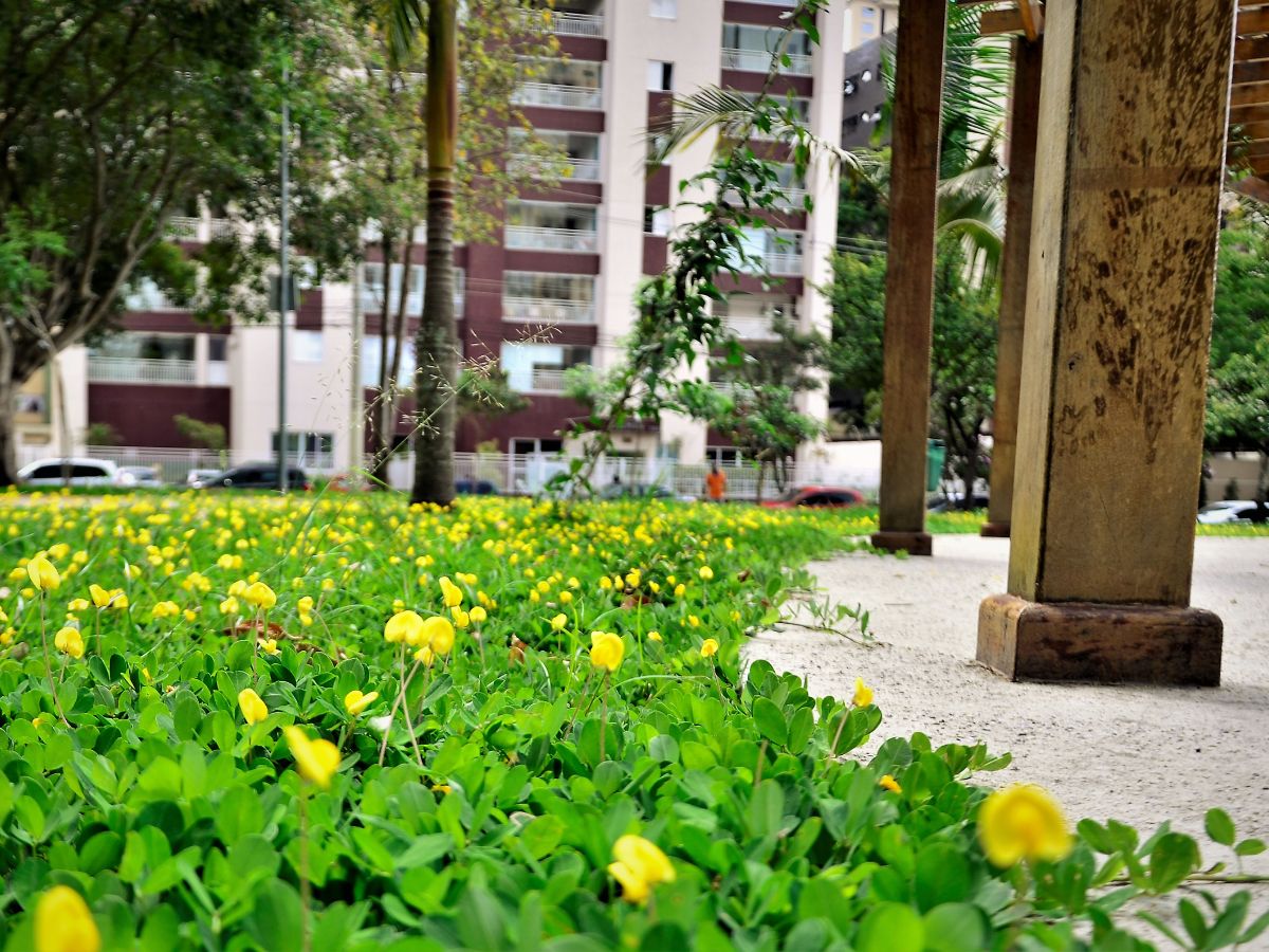 Grama amendoim no parque