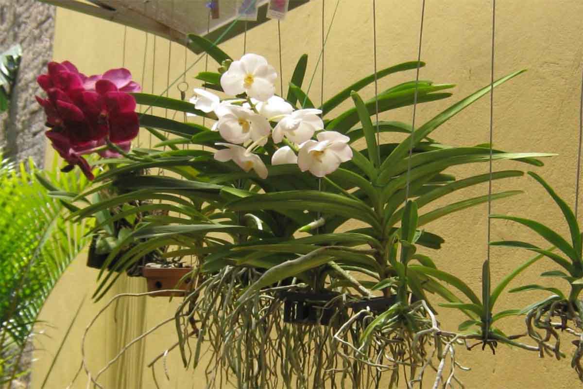 orquidea vanda