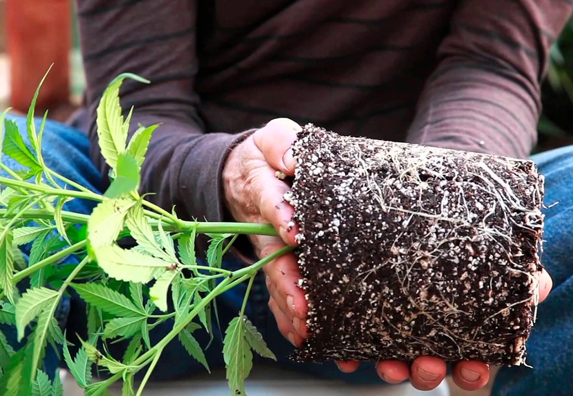 Como trocar a planta de vaso sem deixá-la morrer; o momento CERTO e o passo a passo mais indicado