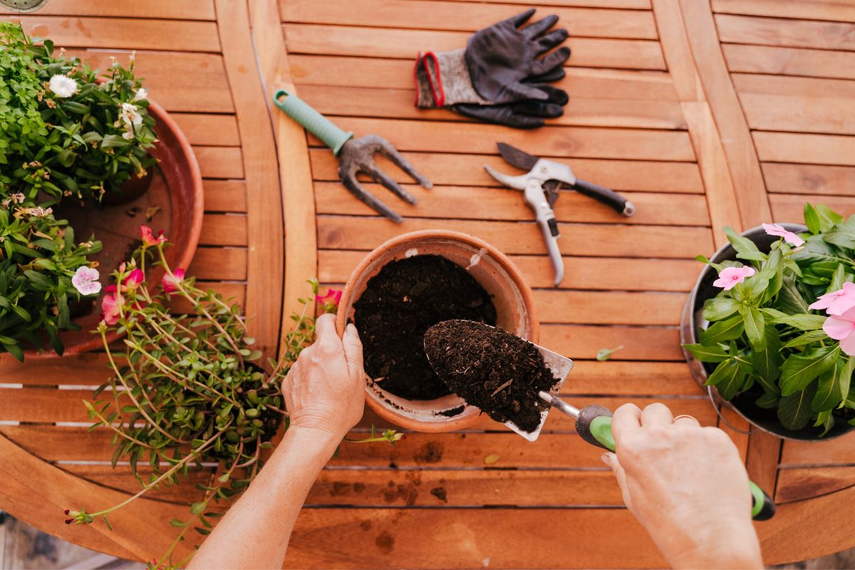 preparar vaso para trocar planta