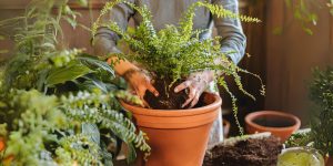 transplantar planta em novo vaso