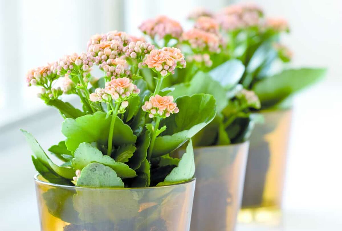 Como plantar e cuidar da kalanchoe; a flor da fortuna que você PRECISA ter em sua casa