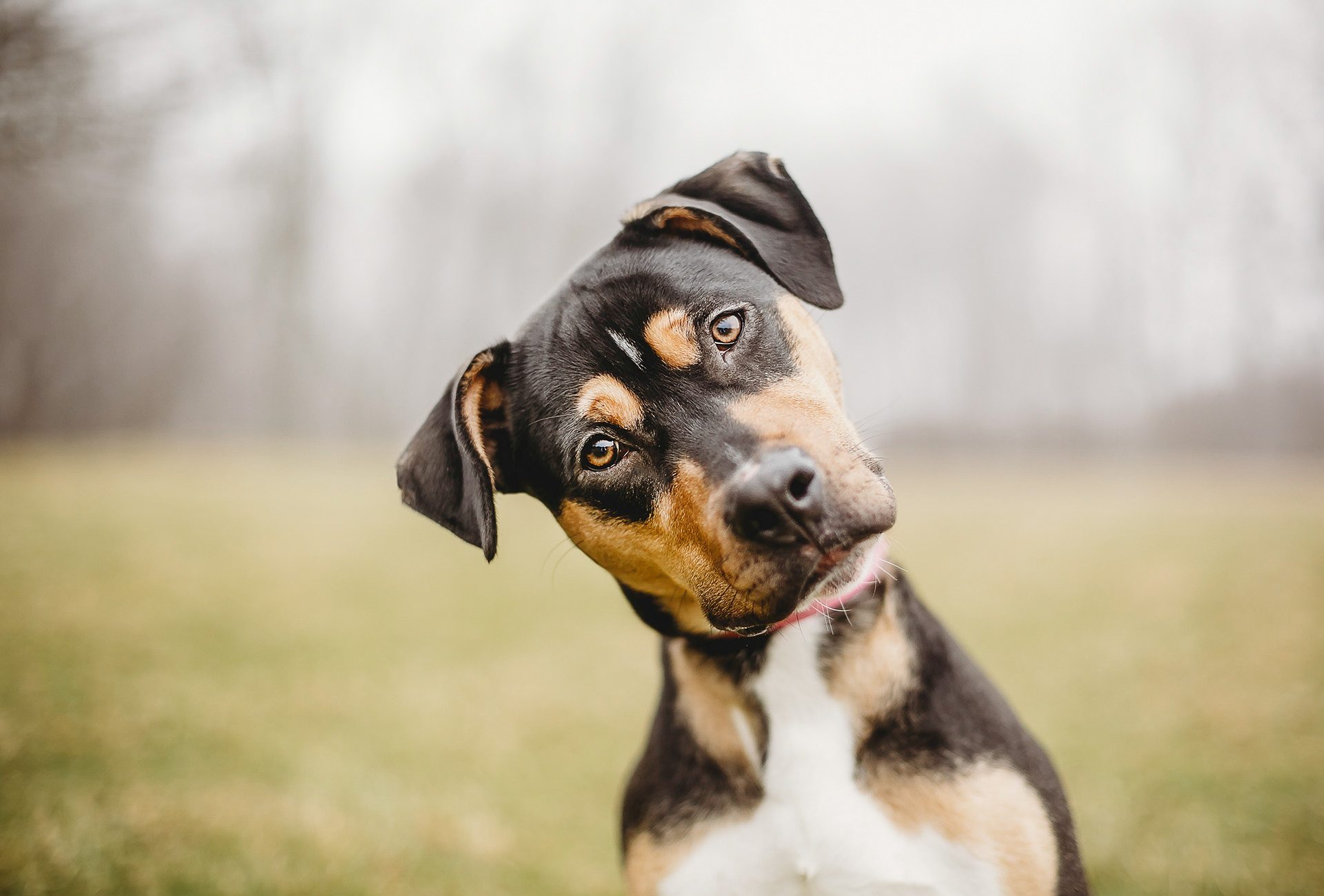 cachorro com cabeça inclinada