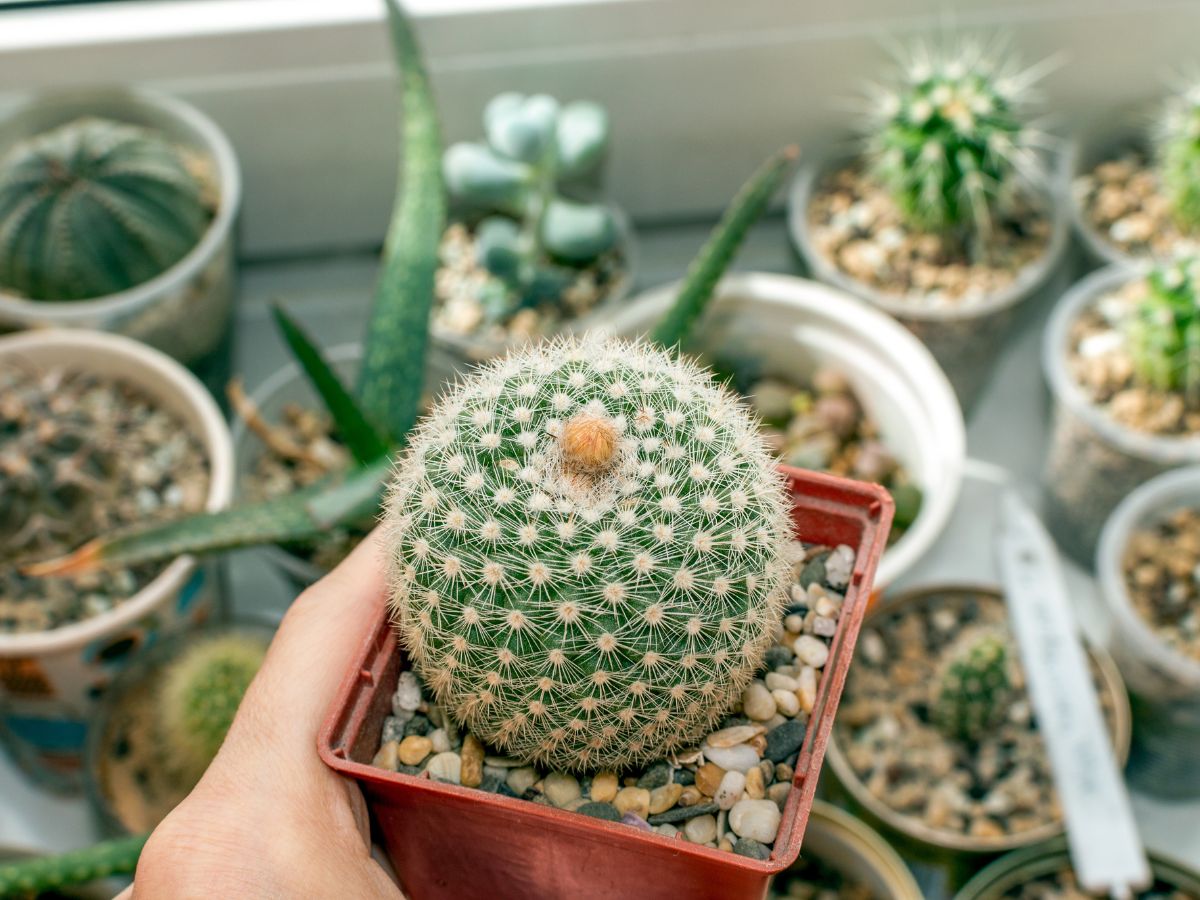 Lindo vaso de cacto