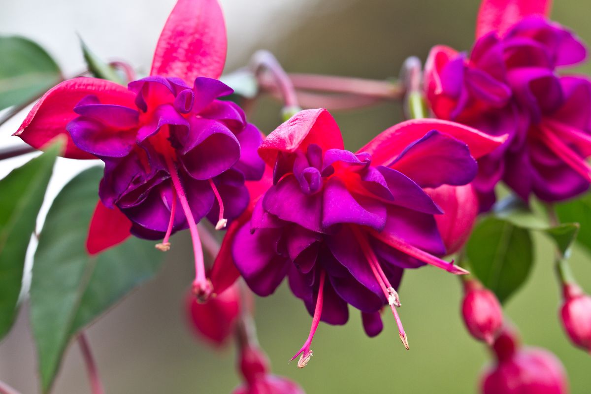 Plantas de sombra Fúcsia