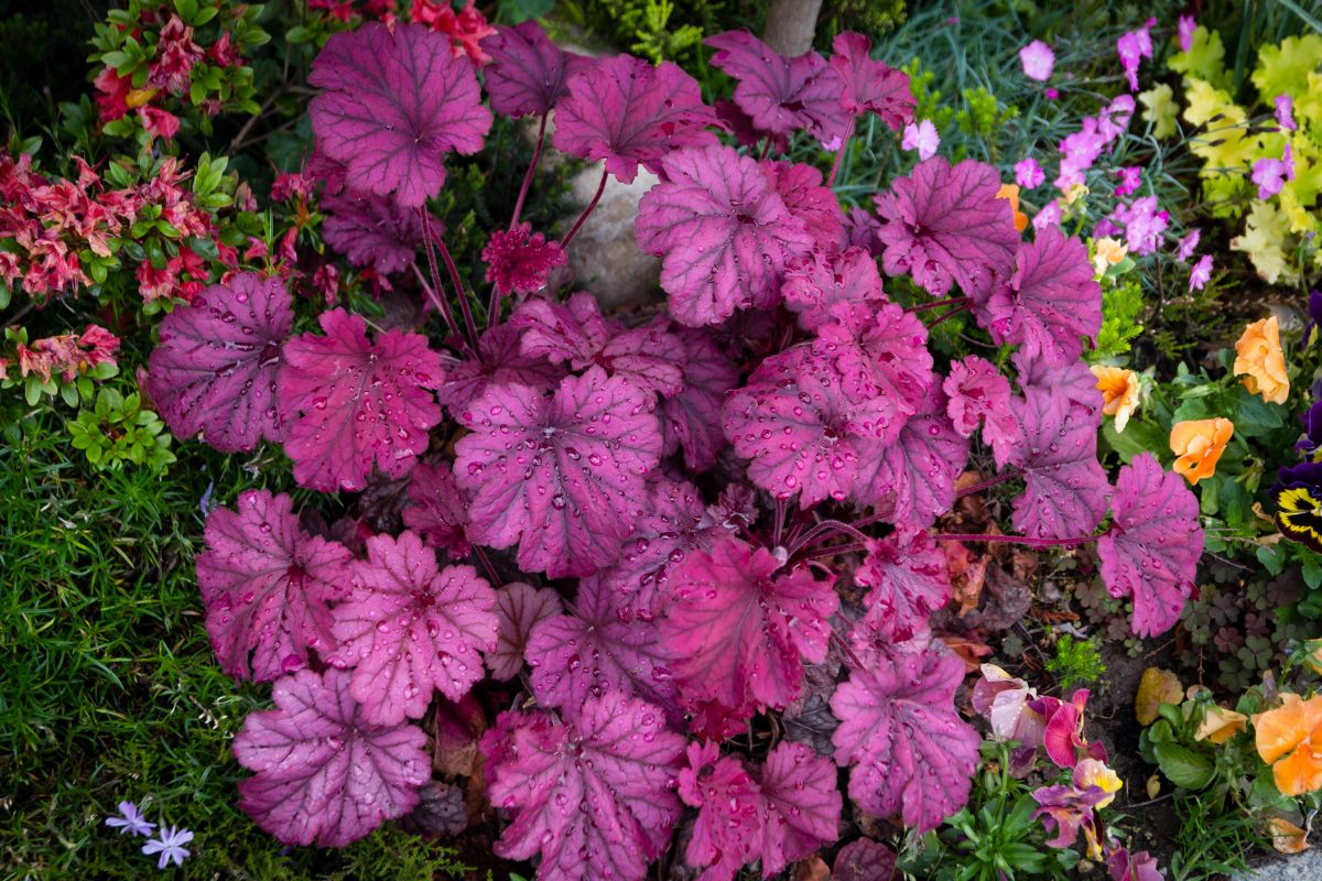 flores de sombra Heuchera