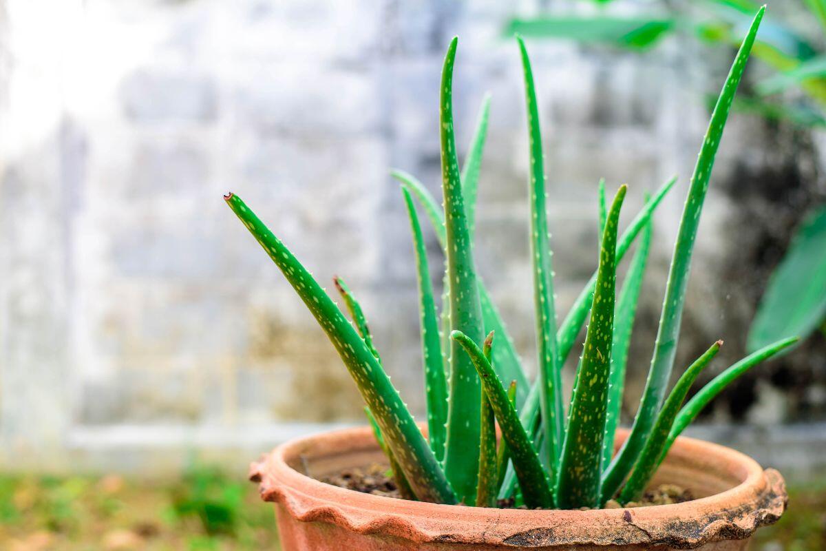 5 dicas para plantar babosa do jeito certo: entenda como você deve cultivar a aloe-vera e seus cuidados