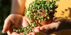 Como plantar suculenta colar de pérola? Entenda os cuidados CRUCIAIS para seu cultivo