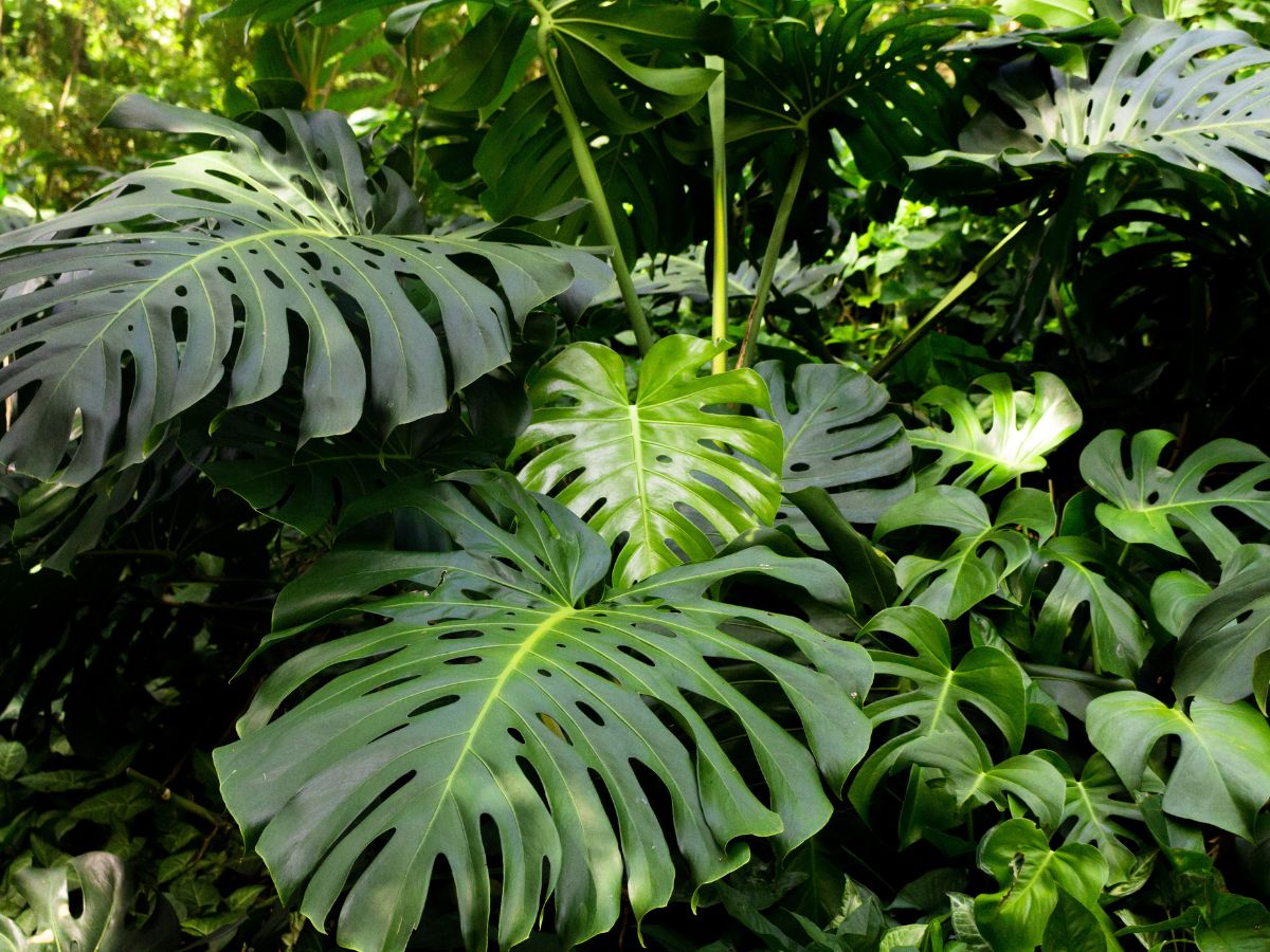 costela de adao no jardim