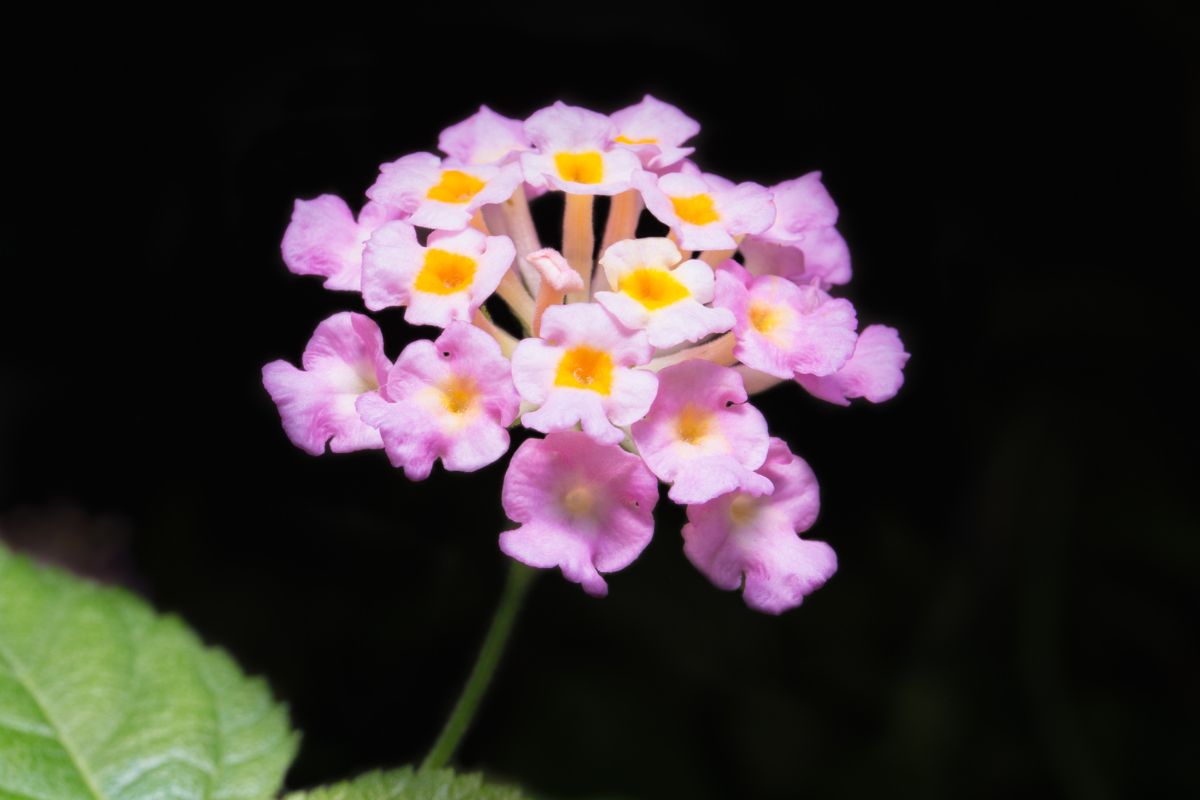 lantanas