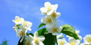 Como plantar jasmim: saiba como ter essa planta perfumada no jardim de forma fácil