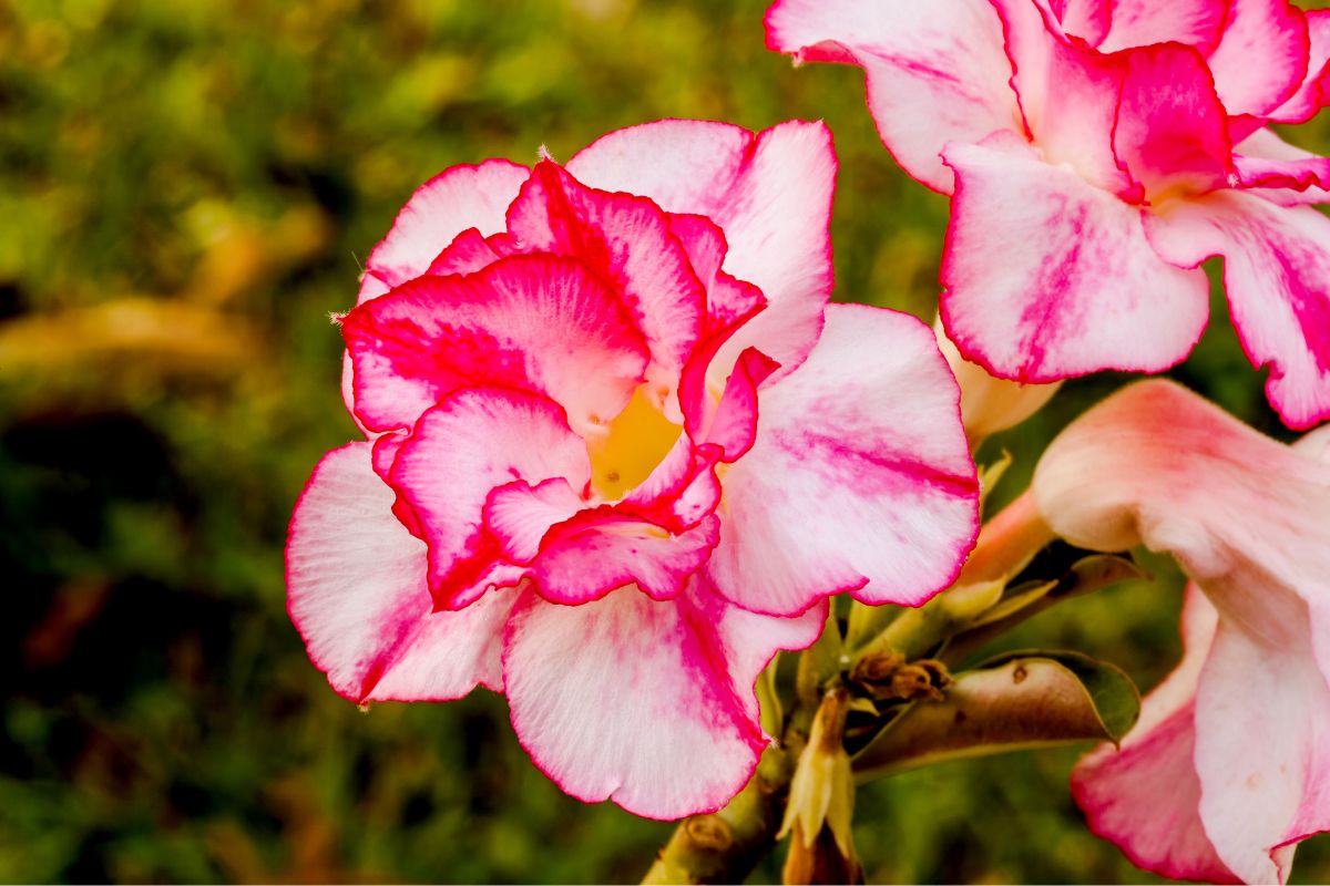 rosa-do-deserto por que não floresce