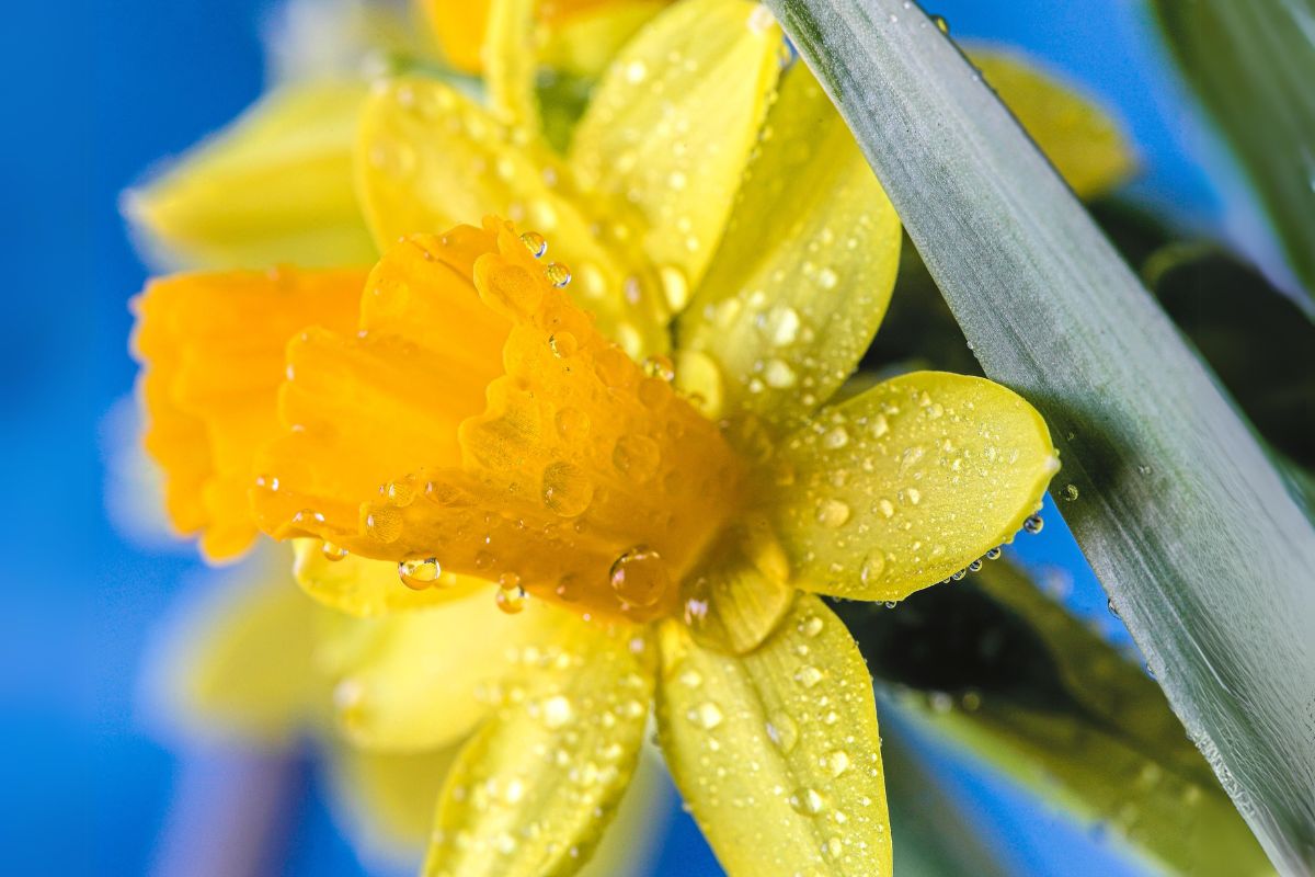 narciso como cultivar rega