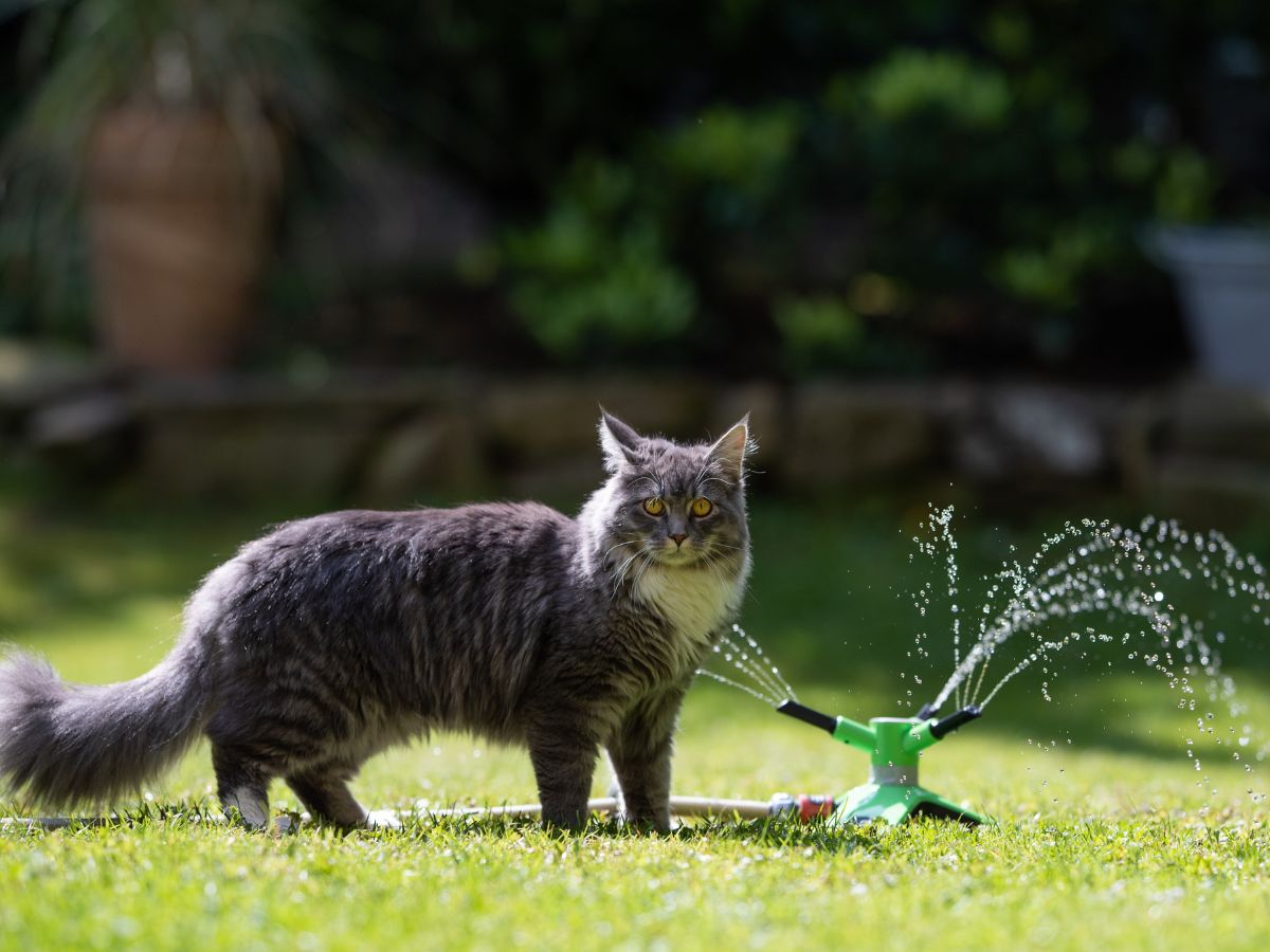 Como afastar gatos do jardim