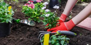 Como escolher as plantas certas para o jardim? Siga ESSAS dicas para não errar na composição