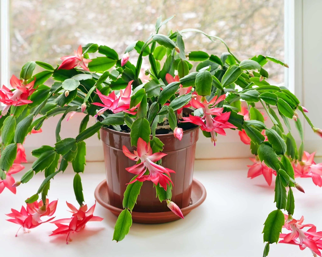 planta flor de maio