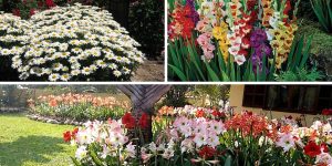 plantas para jardim com flores