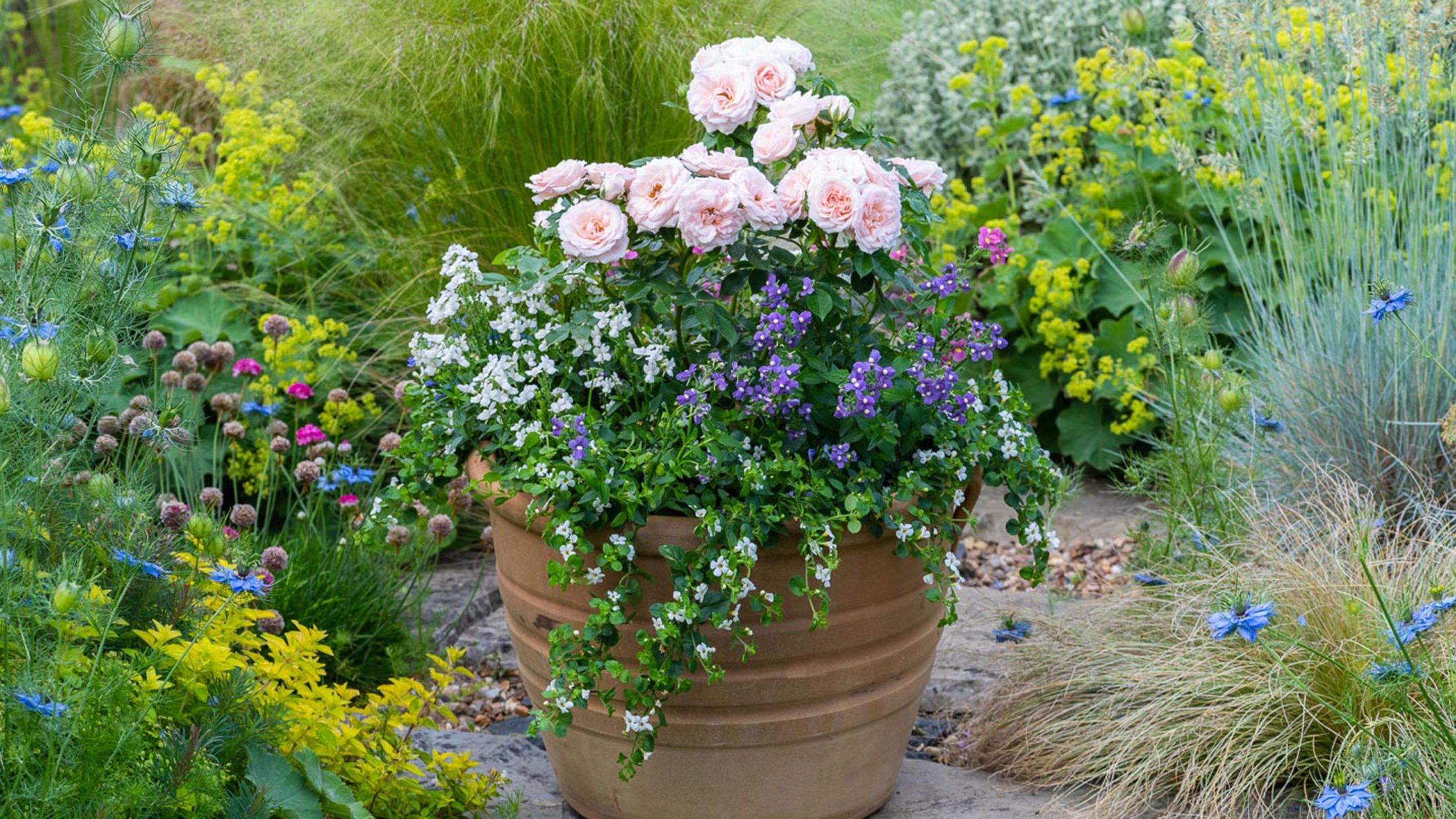 vaso com várias plantas juntas