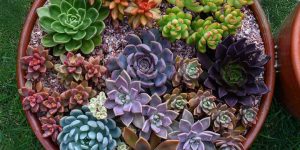 Como ter suculentas coloridas? Conheça métodos SEGUROS para as plantas mudarem de cor