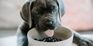 cachorro com tigela de mirtilos