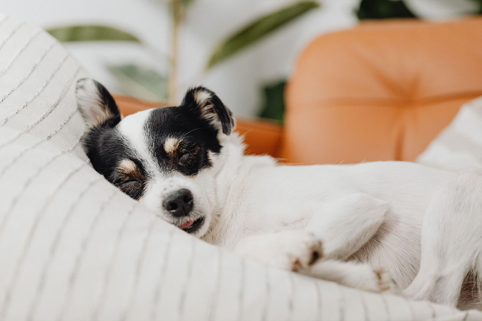 cachorro dormindo na caminha