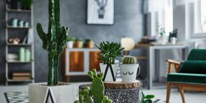 Como incluir cactos na decoração? Siga essas ideias para que essa planta deixe seu lar ainda mais charmoso