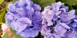 Como reviver hortênsias com flores murchas? Aprenda alguns passos e resolva isso em MINUTOS