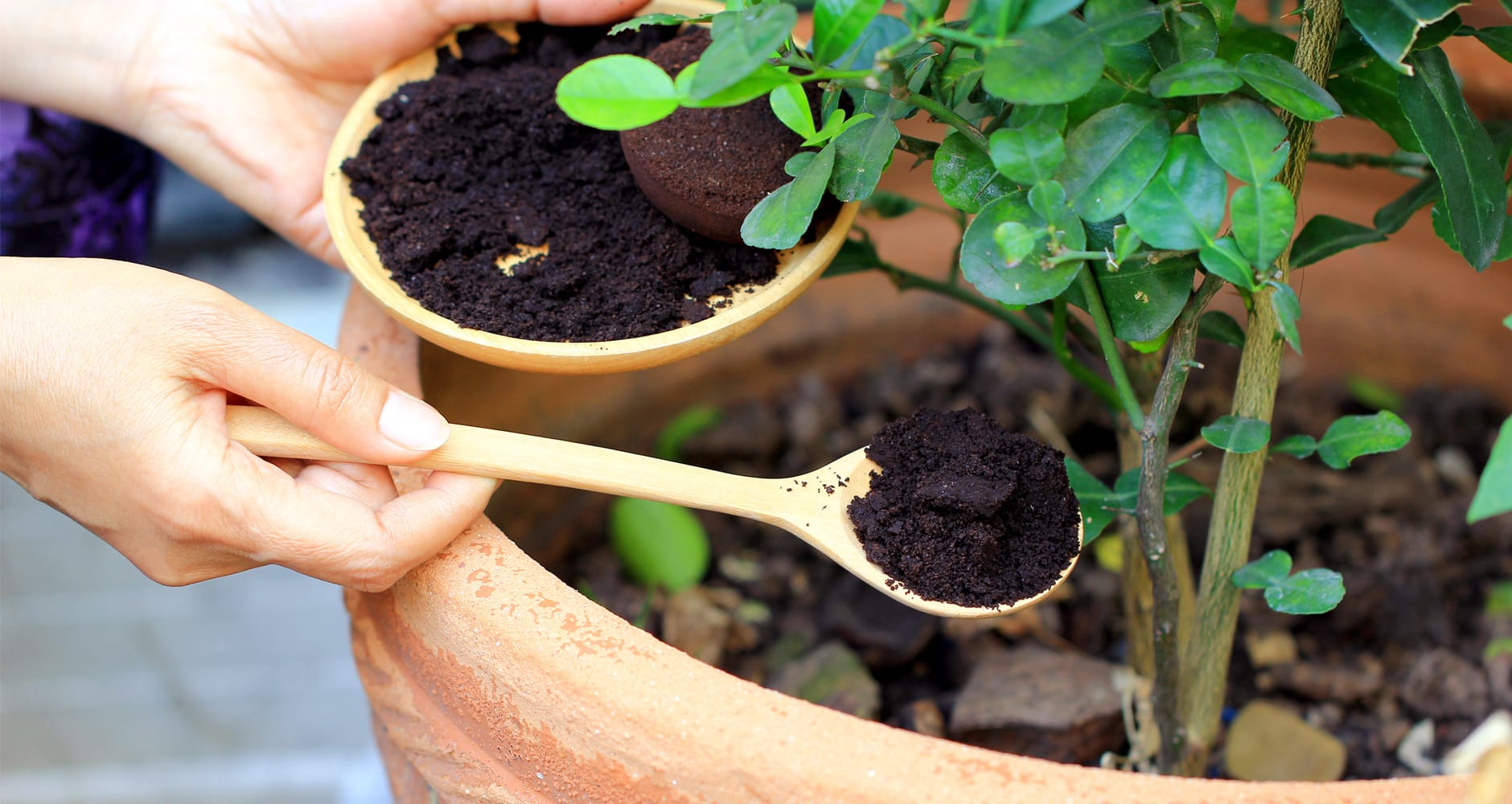 fertilização de planta com borra de café