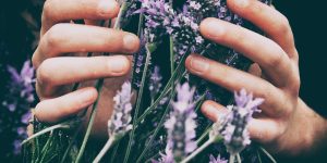 mãos segurando lavanda