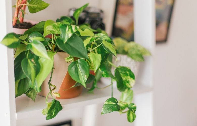 planta jiboia em vaso