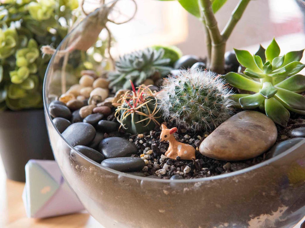 terrário com cactos e suculentas