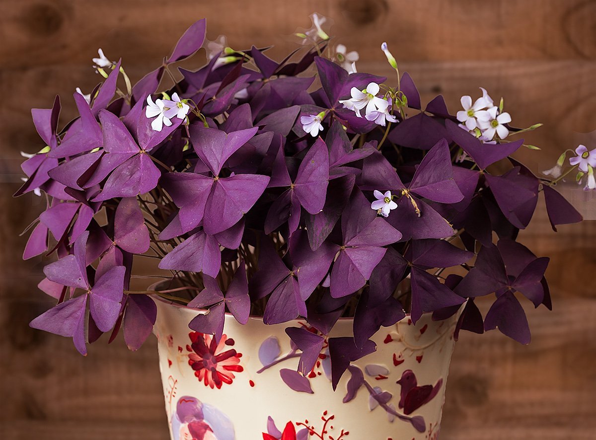 vaso pequeno com trevo roxo