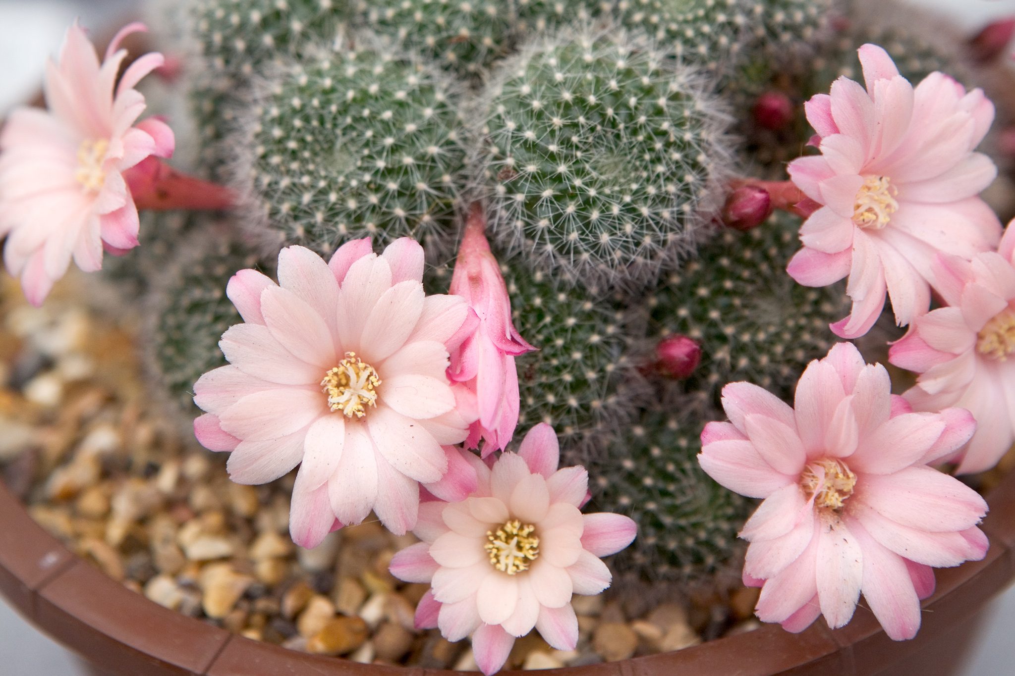 cactos com flores